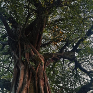 摄｜我和树：拍树拍到痴迷