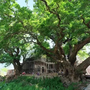 福建省古树丨第二批“十大树王”！5分钟看完树王上千年的历史故事 ...