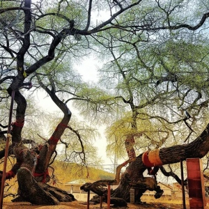 河北省十佳最美古树丨每一棵古树都有着其独特的传说故事，也都隐藏着浓郁的乡愁故情 ...