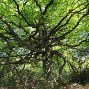 《中国古树名木》（109#）丨桑植亮叶水青冈：千年“千手观音”的自然史诗 ...