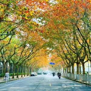 手把手教你如何给行道树之王理发！