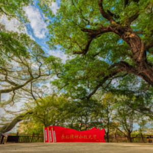 广东省十大最美古树丨自然界的“绿色文物”，也是承载人文情怀的“生态瑰宝” ...
