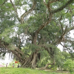 《古树名木保护利用领域科技成果转化的现实困境与破解策略》 ...