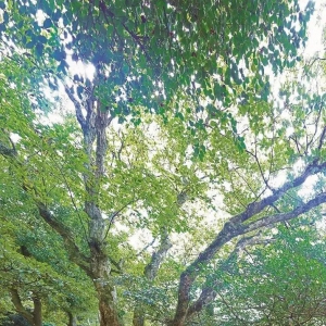 《中国古树名木》（164#）丨普陀鹅耳枥：中国乃至世界最珍稀的植物之一 ...