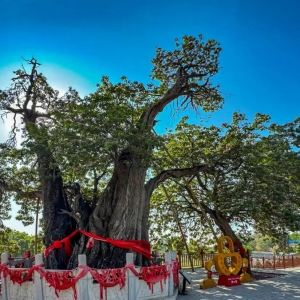 《中国古树名木》（172#）丨华夏第一楸：原平古楸树与扶苏庙的千年守望 ...