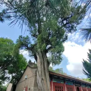 药王手植柏丨这棵由药王孙思邈亲手栽植的1400年侧柏