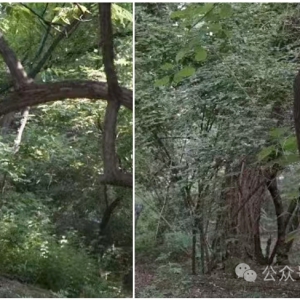 【有问必答】森林小班烟火感知器的应用