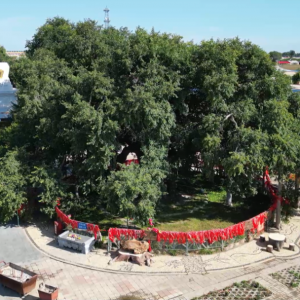 开鲁古榆丨这棵生于辽代的古树，历经1300余年风雨，2023年入选全国“最美古树” ...