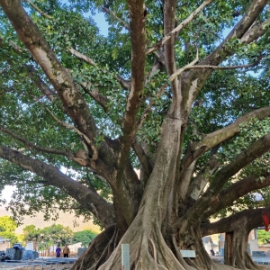 道路、公园、小区园林绿化病虫害防控技术方案（招投标用） ...