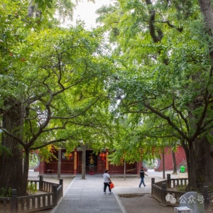 古树探秘 嵩山法王寺