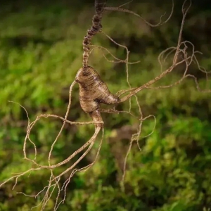 林下经济的几种实用模式及其效益，怎么组合起来效果更好