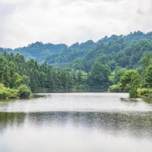 一文理清中药材GAP三种新的种植模式的联系与区别