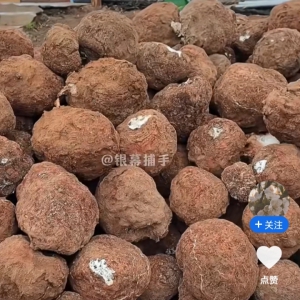 茯苓种植
