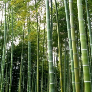 “以竹代塑”国家补贴加码到20%，补贴申请全流程，从申请到拿钱，一篇讲透 ...