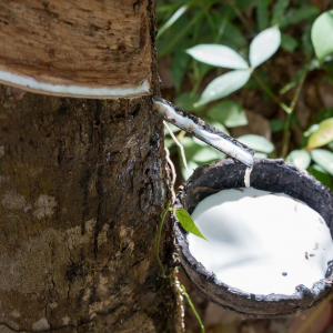 这株不起眼的小草，中国科学家想靠它突破橡胶的“卡脖子”难题 ...