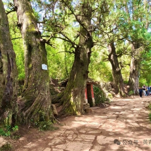 拦马墙的古柏已在古蜀道边屹立了千年