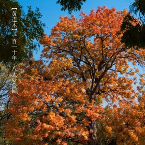 他花五年拍摄北京古树之美，被人民日报表扬，被北京卫视拍成纪录片 ...