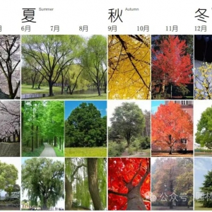 园林景观｜做了15年景观设计，终于把这些植物的“观赏时间”摸透了！ ...
