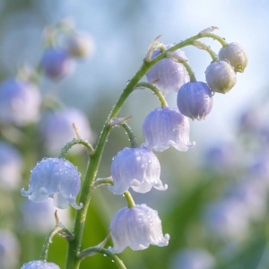 以蓝铃花为灵感｜自然仿生游乐设施设计