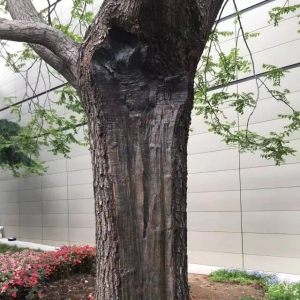 大树微修复：给树体穿件“隐形防护衣”，告别腐朽与虫害