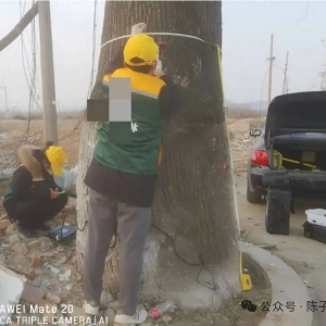 大树箱板移植前（3）树木医生专项健康检测