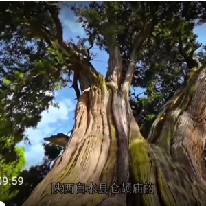 《中华古树》 绿色国宝